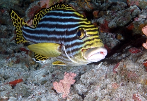 Maldives 2021 - Diagramme oriental - Oriental sweetlips - Plectorhinchus vittatus - DSC00190_rc